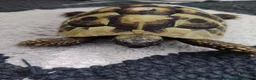 Hermann Tortoise reptiles for sale: Hermann Tortoise in Waterlooville - Advert 1