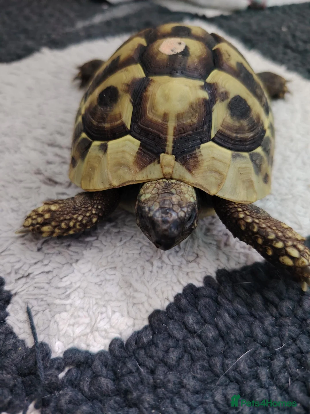 Hermann Tortoise reptiles for sale: Hermann Tortoise in Waterlooville - Advert 1