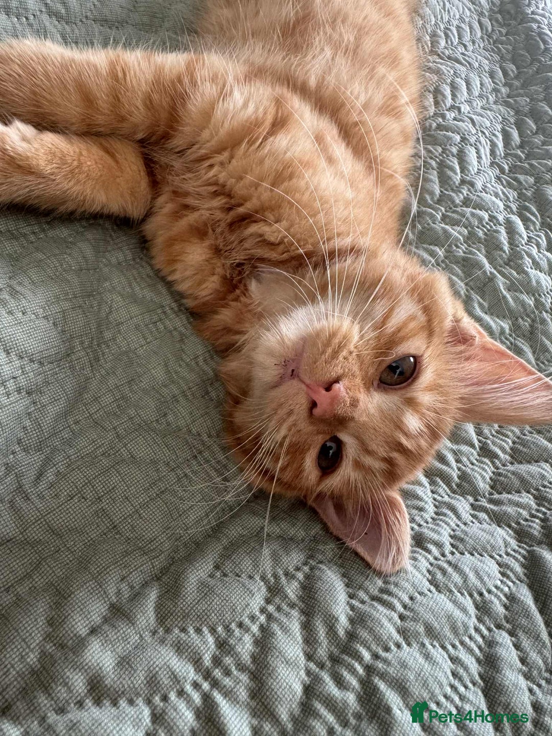 Mixed Breed cats for sale: Female 5 month old ginger kitten name Tiffany  - Image 1