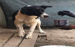 Mixed Breed dogs for adoption: Meet Sarah, currently residing in Essex  - Advert 7