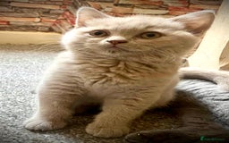British Shorthair cats for sale: 5 generations pedigree British Shorthair Kittens - Image 3