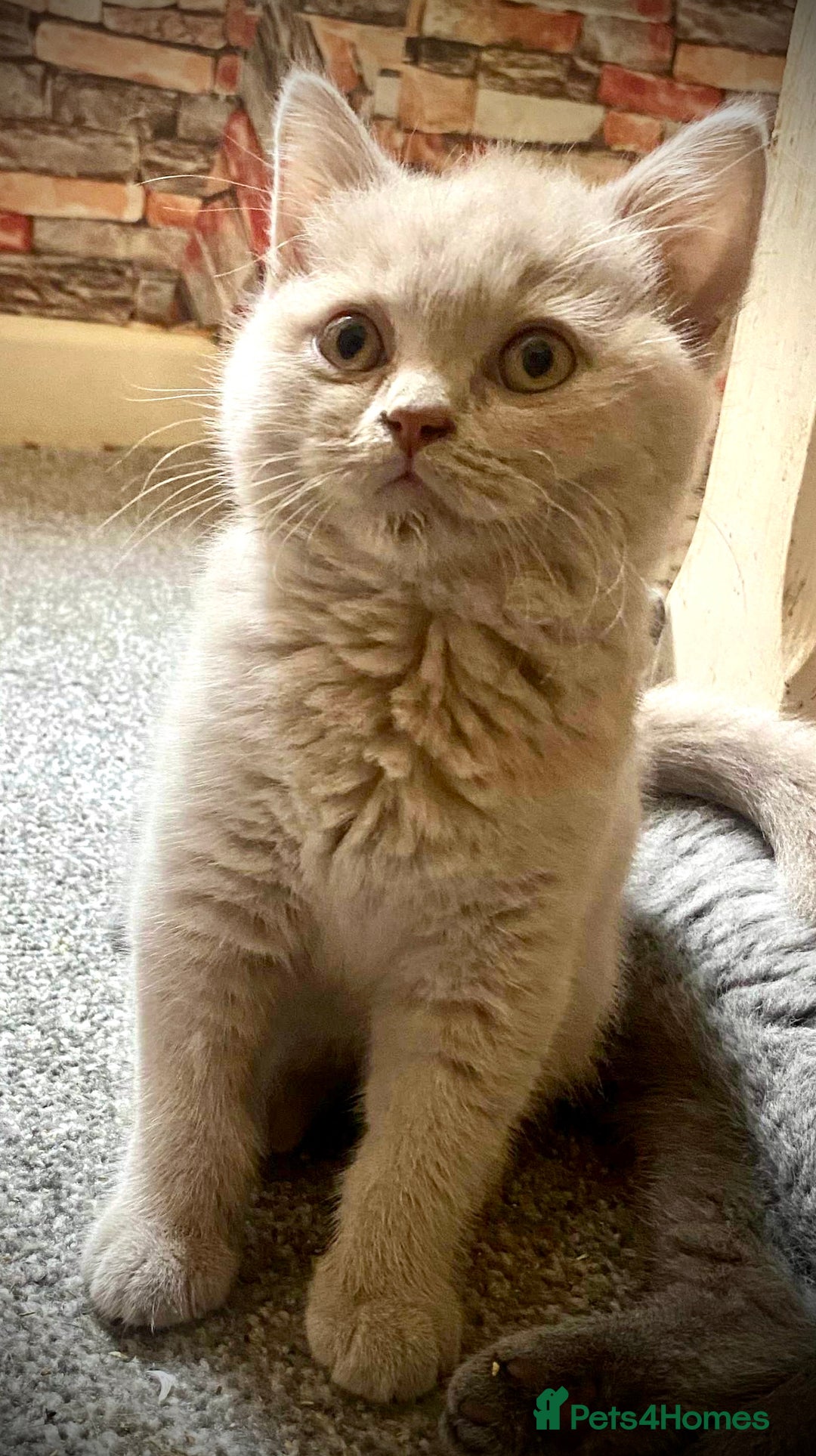 British Shorthair cats for sale: 5 generations pedigree British Shorthair Kittens - Image 3