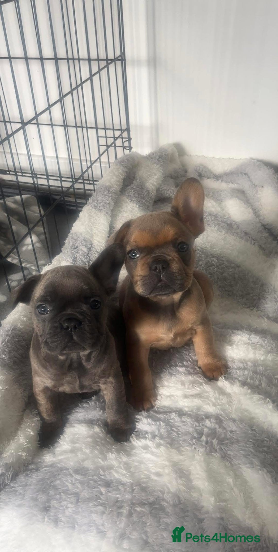French Bulldog dogs for sale: French bulldog puppies - Image 2