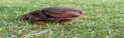 Miniature Dachshund dogs for sale: Beautiful miniature dachshund puppies available  - Advert 15