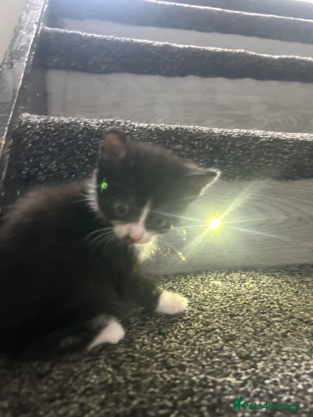 Mixed Breed cats for sale: Beautiful marking very fluffy  - Image 14