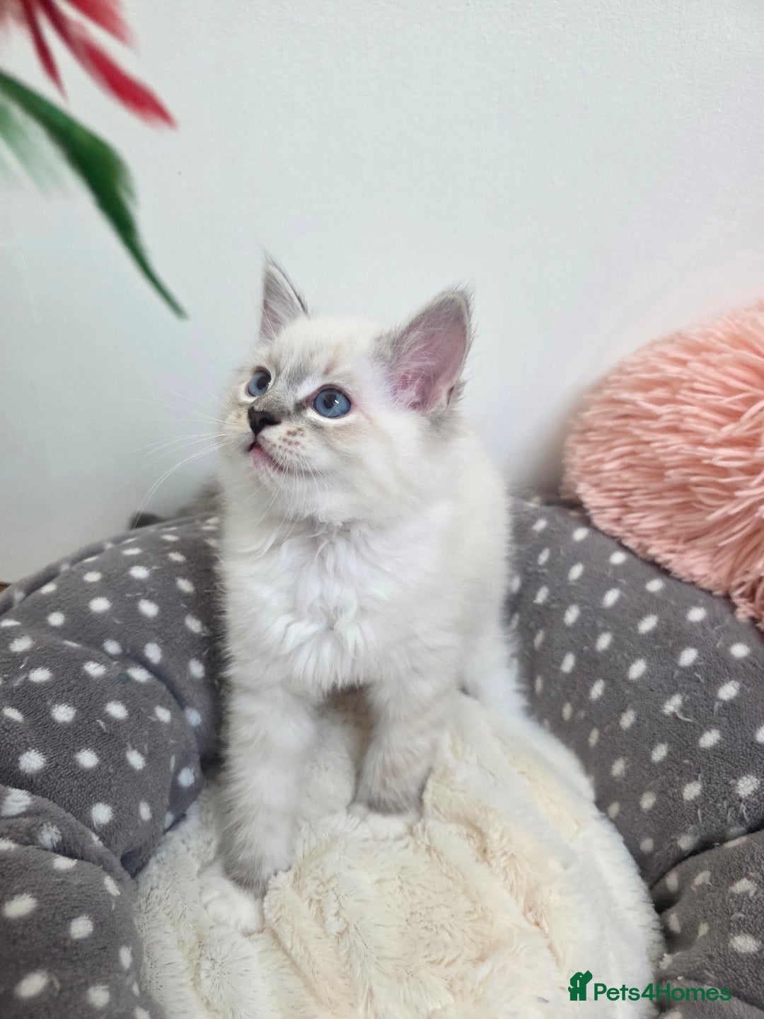 Ragdoll cats for sale: Beautiful GCCF Registered kittens - Advert 16