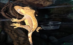 Gecko reptiles for sale: Crested geckos  - Image 9