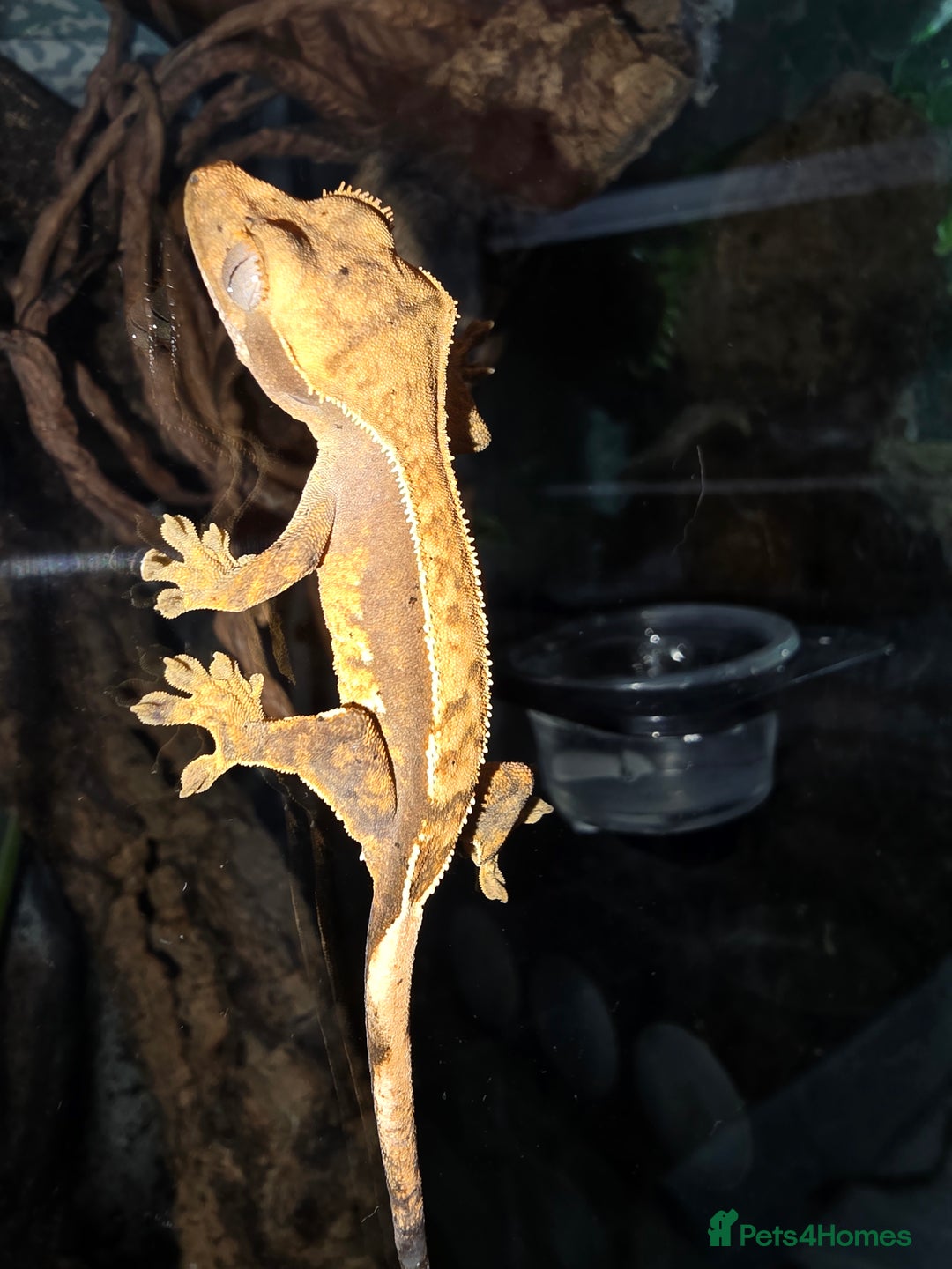 Gecko reptiles for sale: Crested geckos  - Image 9
