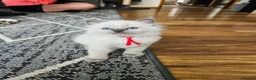 Ragdoll cats for sale: Raggymascot Catery Ragdolls - Advert 5