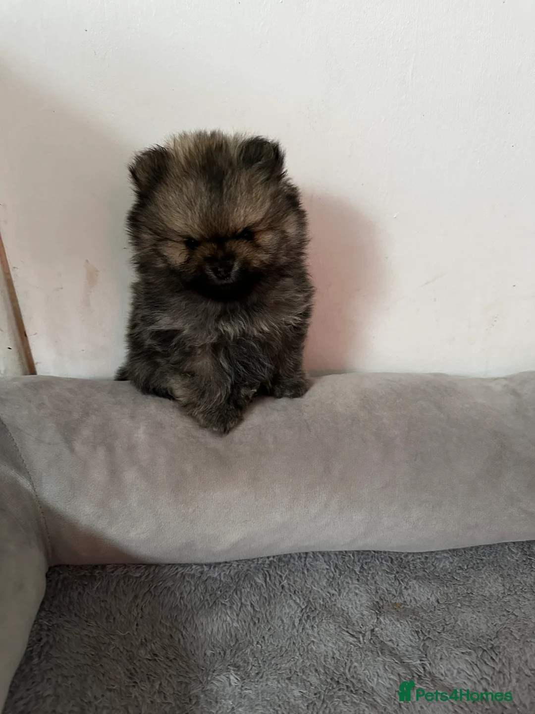 Pomeranian dogs for sale: GORGEOUS POMERANIAN PUPPIES!! 🐶🐶🐶 - Advert 18