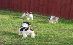 Fox Terrier dogs for sale: KC Reg Wire Fox Terrier Puppies READY NOW - Image 32