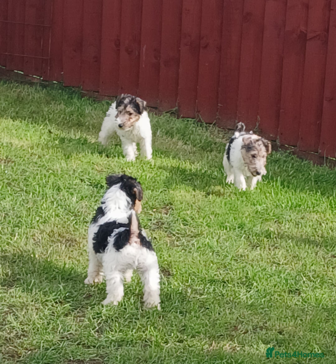 Fox Terrier dogs for sale: KC Reg Wire Fox Terrier Puppies READY NOW - Image 32