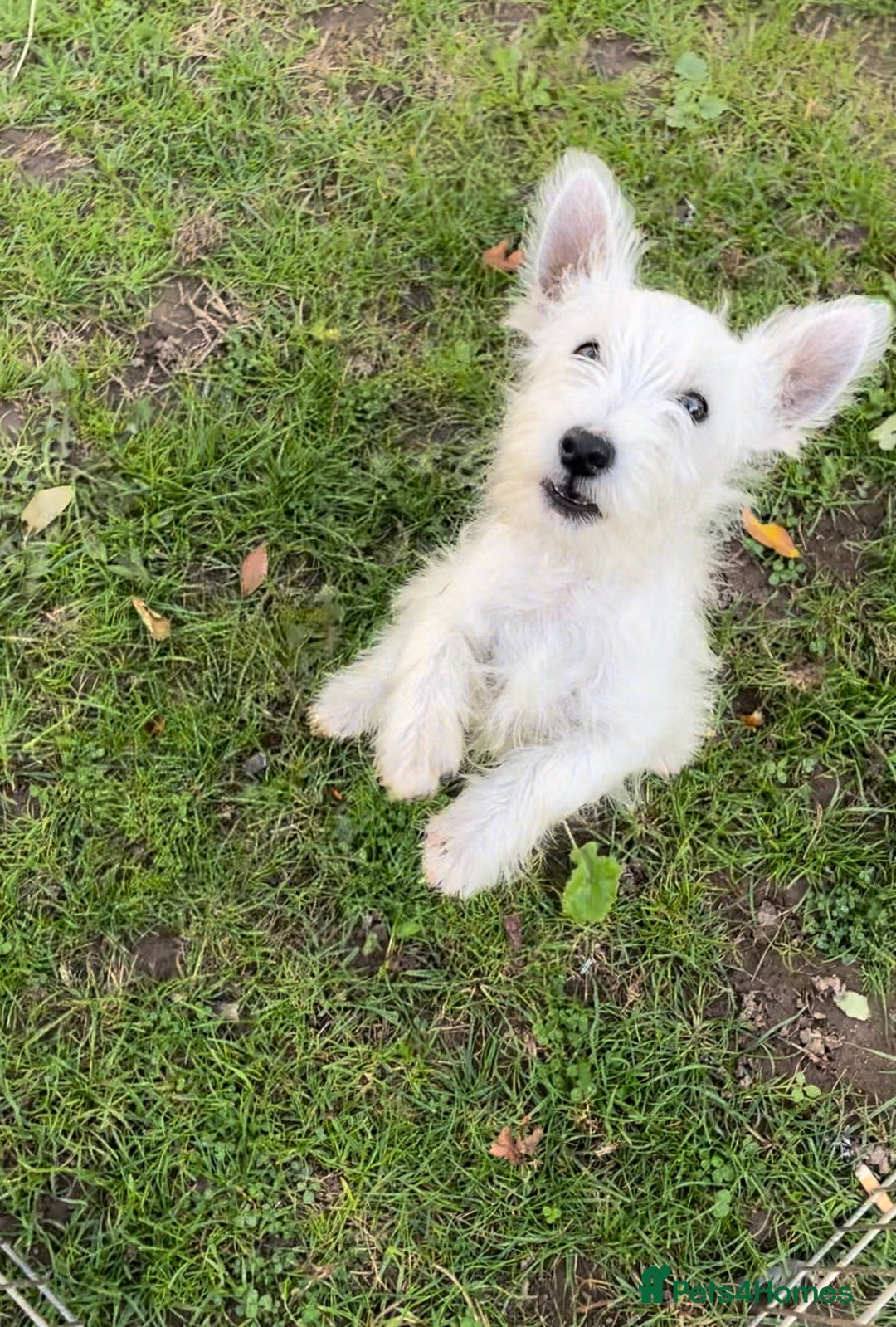 West Highland Terrier dogs for sale: Beautiful west highland terriers puppys - Image 36