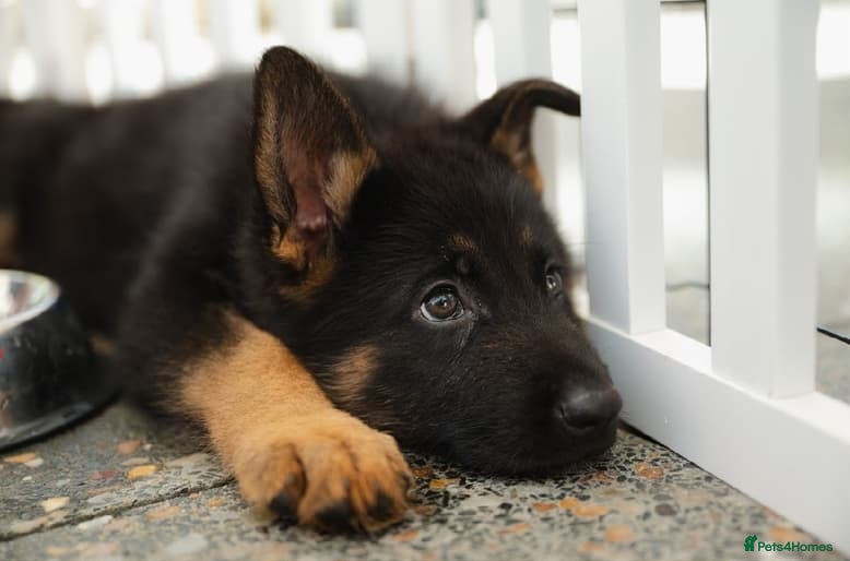 German Shepherd dogs German Shepherd Puppies - Advert 2