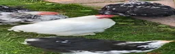 Chickens poultry for sale: Pekin cockerel  in Lockerbie - Advert 1