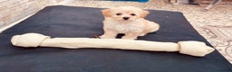 Maltese dogs for stud: Well proven, Kc registered Maltese for stud. in Northampton - Advert 18