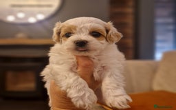 Maltipoo dogs for sale: Minnies maltipoos  - Image 16