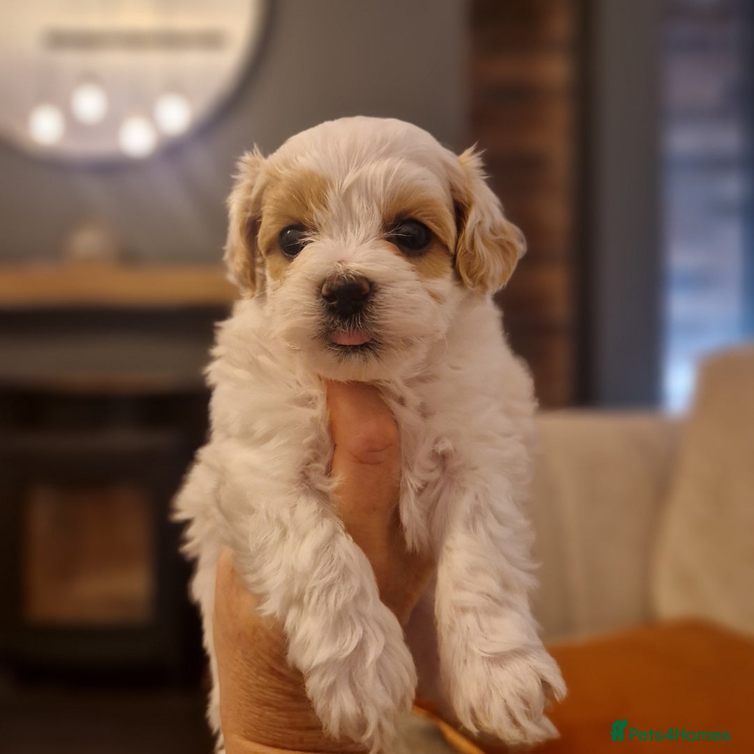 Maltipoo dogs for sale: Minnies maltipoos  - Image 16