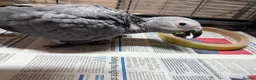 Parrots birds for sale: African grey parrot cage stand and toys in London - Advert 9