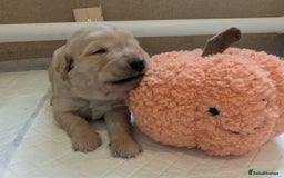 Golden Retriever dogs for sale: KC Registered Golden Retriever Puppies  - Image 28