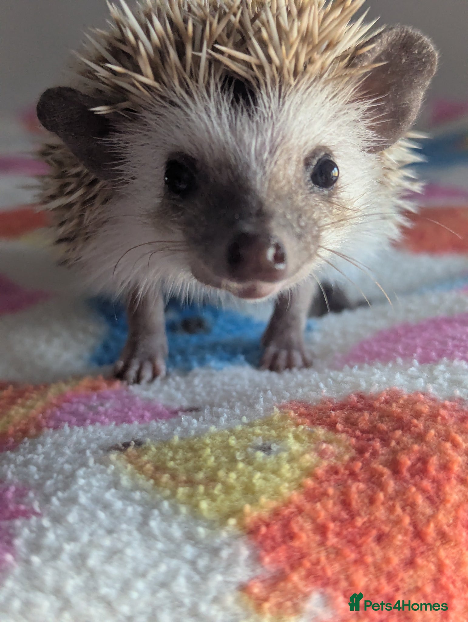 Pygmy Hedgehog rodents Only 1 Beautiful Male Ready Now £250 - Advert 1