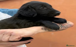 Flat coated Retriever dogs for sale: KC Registered puppies from outstanding parents. - Image 20