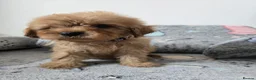 Cavapoo dogs for sale: 🐶Amazing cavapoo pups for sale🐶 - Advert 20