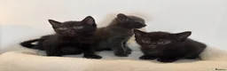 Russian Blue cats for sale: Russian Blue Kittens  in Norwich - Advert 7