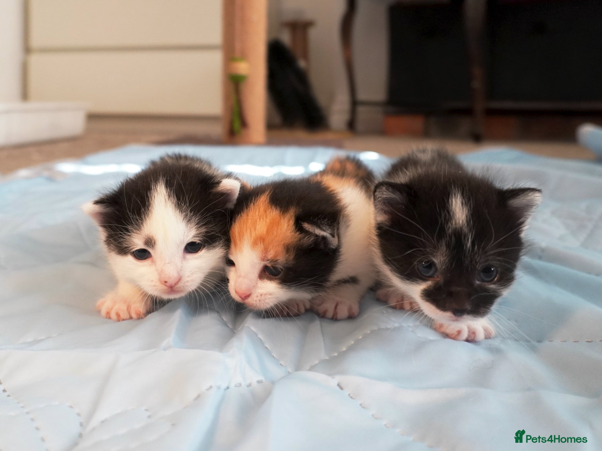 Mixed Breed cats for sale: Beautiful kittens looking for loving families in Bristol - Advert 1