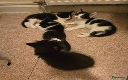 Mixed Breed cats for sale: Kittens looking for forever home - Advert 2