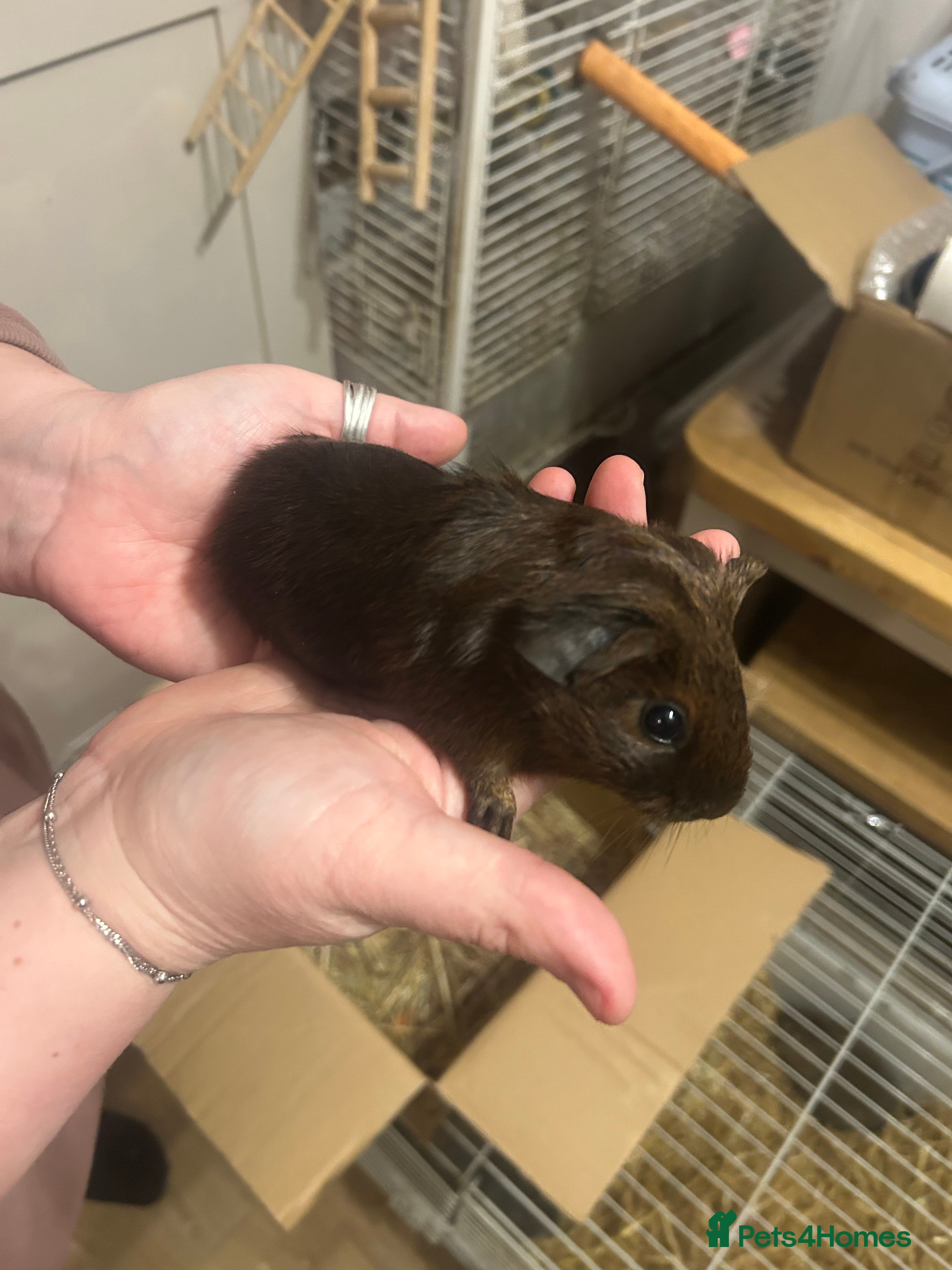 Mini Lion Lop rabbits Baby’s rabbits for sale  - Advert 1