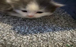 Mixed Breed cats for sale: Kittens for 5 star homes only  - Image 7