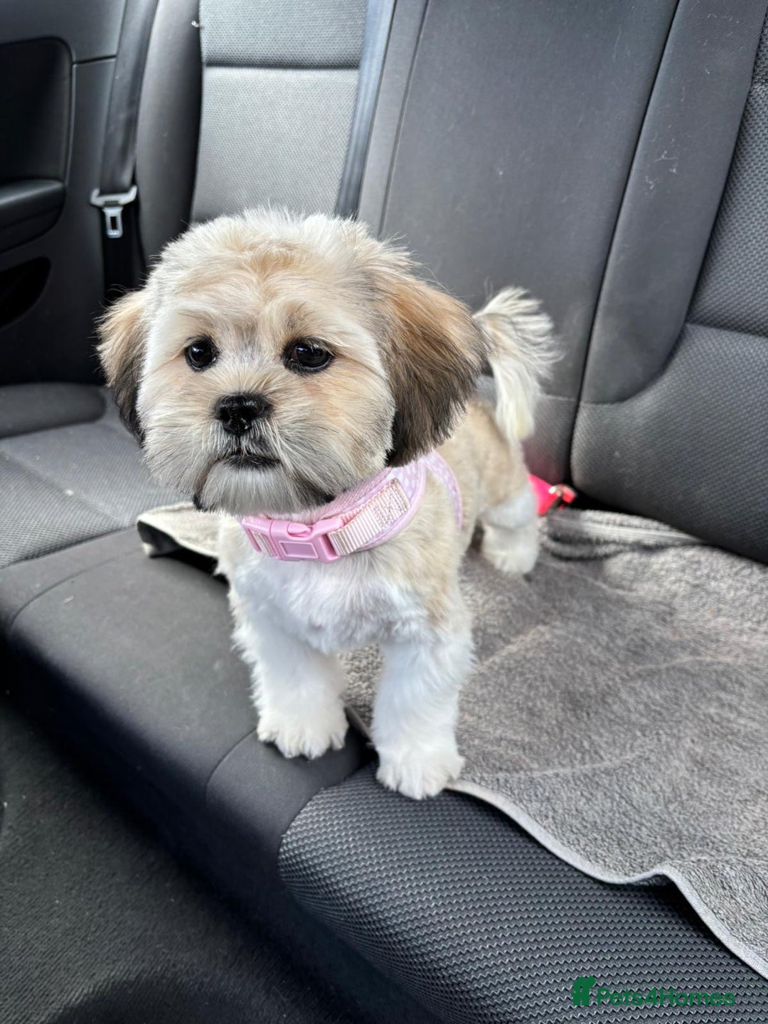 Shih Tzu dogs for sale: Shih tzu - Advert 1