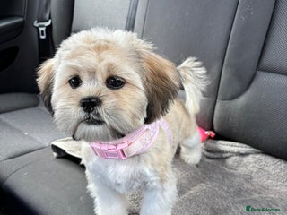 Shih Tzu dogs Shih tzu - Advert 2