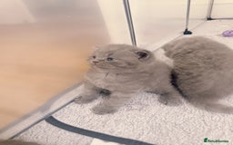 British Shorthair cats for sale: Adorable Purebred British Shorthair Kittens 🐾 - Image 16