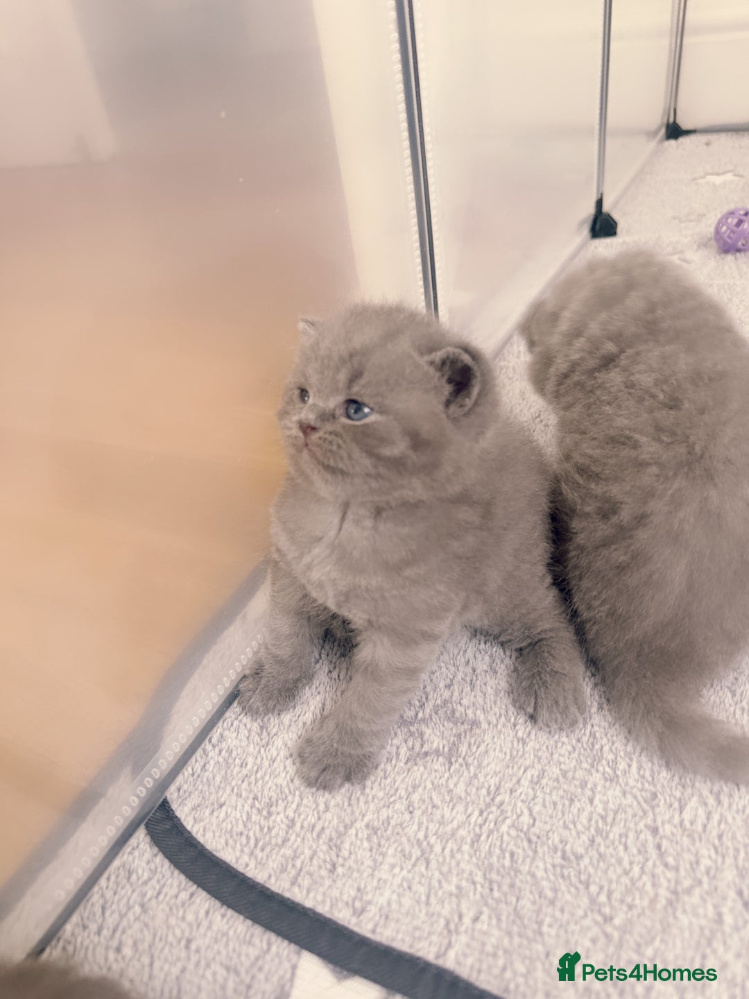 British Shorthair cats for sale: Adorable Purebred British Shorthair Kittens 🐾 - Image 16