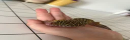 Leopard Gecko reptiles for sale: Leopard Gecko - Advert 5