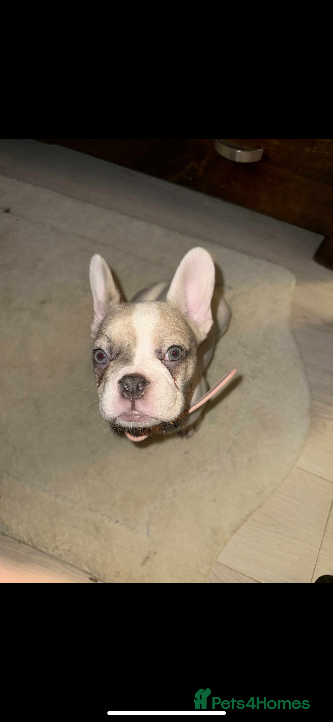 French Bulldog dogs for sale: Opal the French bulldog - Advert 2