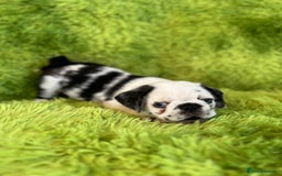 Pug dogs for sale: Loving Pug Puppies  - Image 2