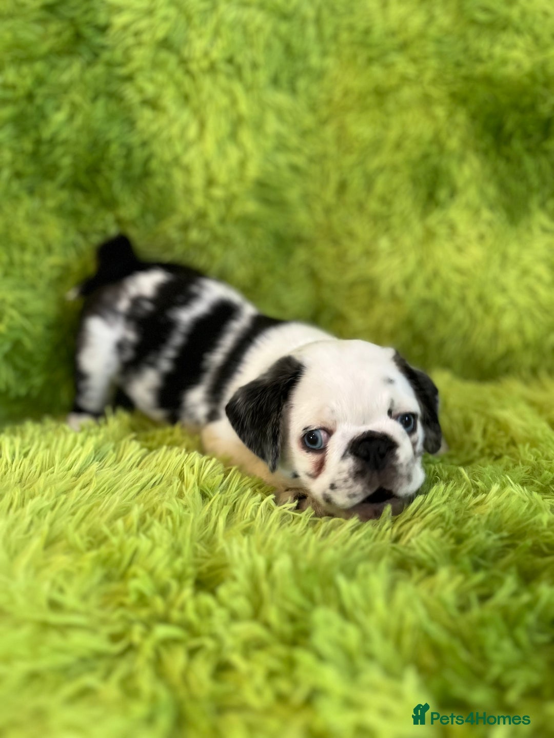 Pug dogs for sale: Loving Pug Puppies  - Image 2