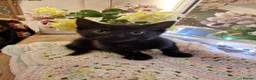 Mixed Breed cats for sale: Beautiful kittens for sale - Advert 13