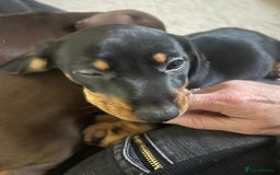 Miniature Dachshund dogs for sale: 3 Little Magical Miniature Dachshunds for Sale - Image 14