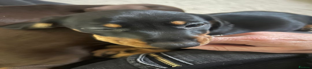 Miniature Dachshund Puppy 3