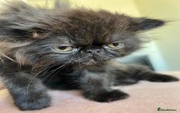 Persian cats for sale: *1 remaining* Black Smoke GCCF Active Persians - Image 5