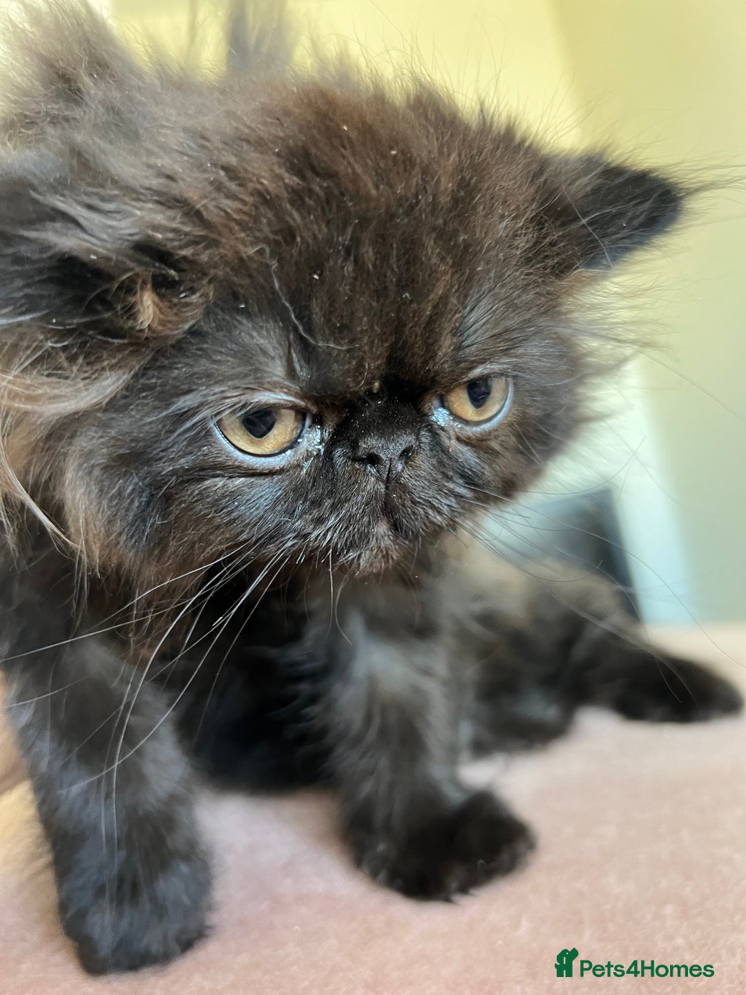 Persian cats for sale: *1 remaining* Black Smoke GCCF Active Persians - Image 5