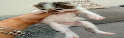 Maine Coon cats for sale: Maine coone cross kittens  - Advert 9