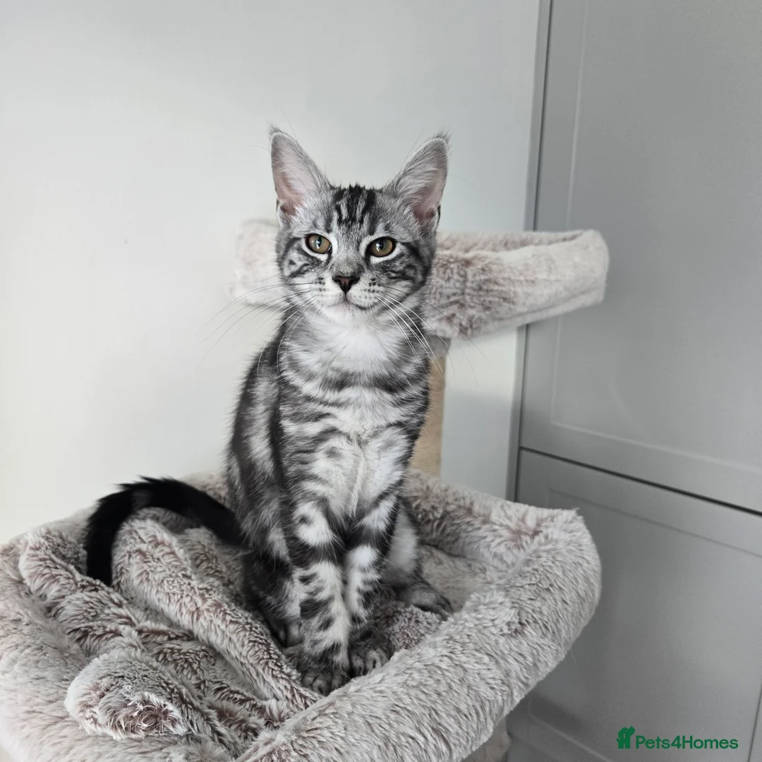 Maine Coon cats for sale: Maine coon x kittens - Advert 10
