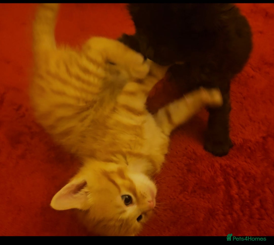 Mixed Breed cats for sale: Elven Bengal Mixes - Advert 14