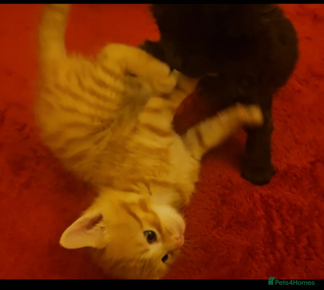 Mixed Breed cats for sale: Elven Bengal Mixes - Advert 14