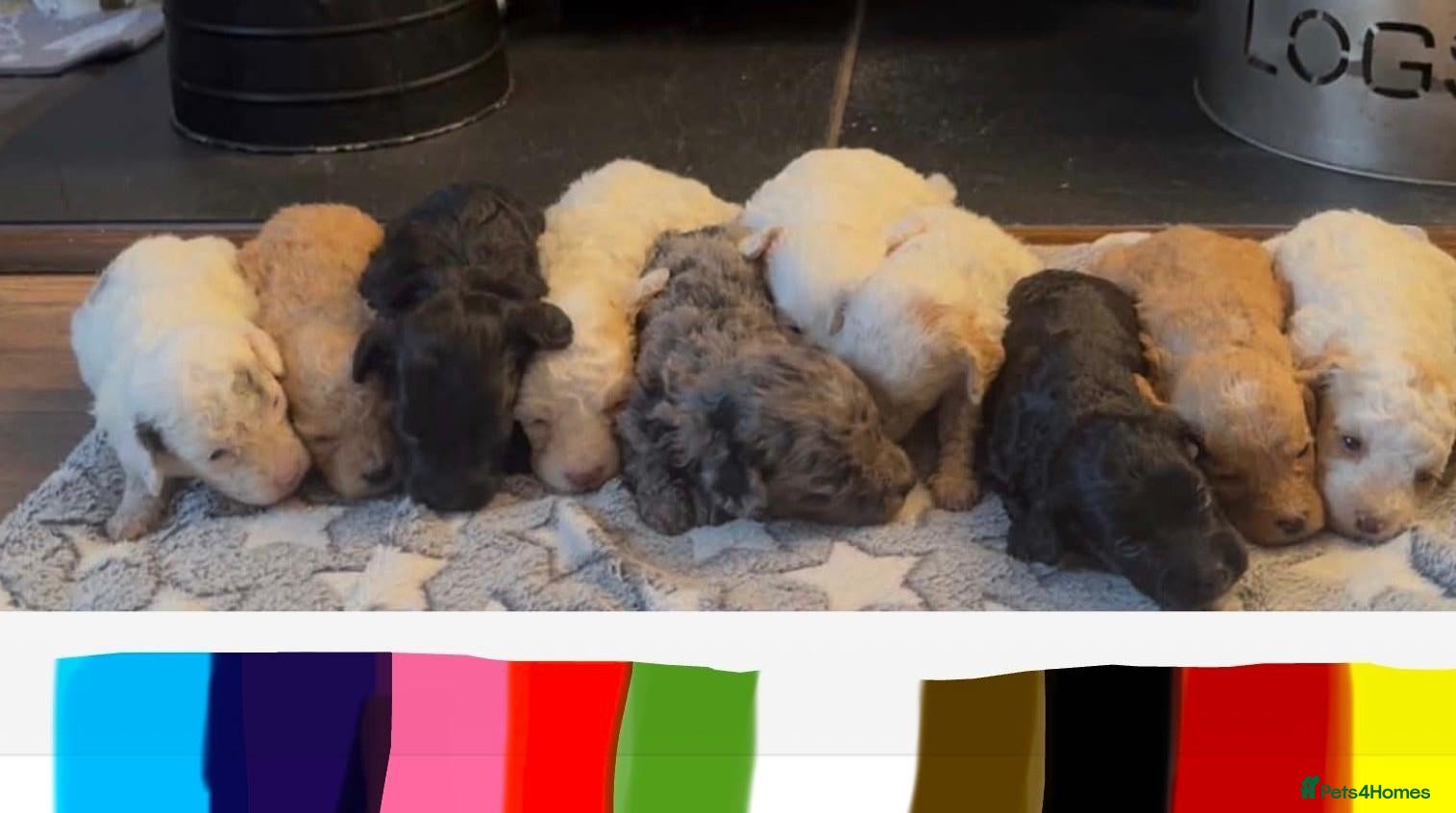 Cockapoo dogs GORGEOUS TEDDY BEAR FACED COCKAPOO'S  - Advert 1
